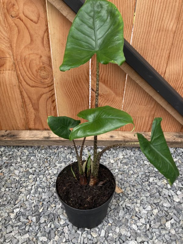 alocasia zebrina