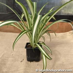 Chlorophytum Comosum