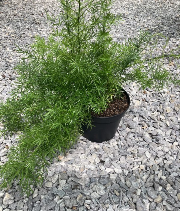 asparagus densiflorus sprengeri
