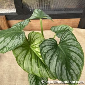 Philodendron Silver Cloud varie