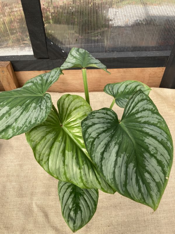 Philodendron Silver Cloud varie