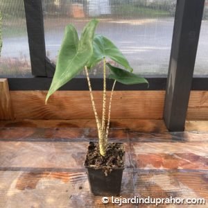 alocasia zebrina