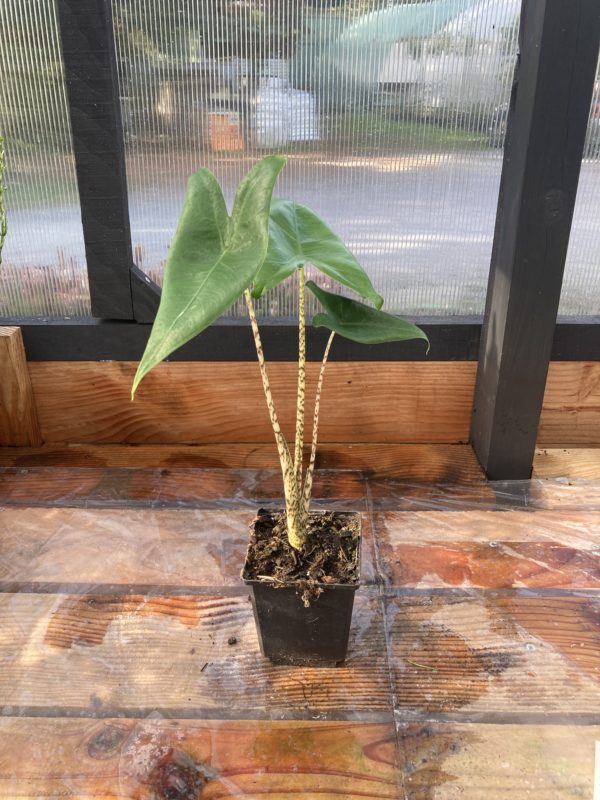 alocasia zebrina