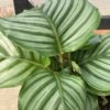 calathea orbifolia