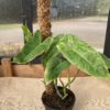Philodendron Paraiso verde variegata