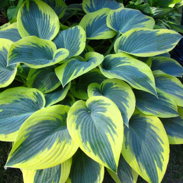 Hosta fisrt frost