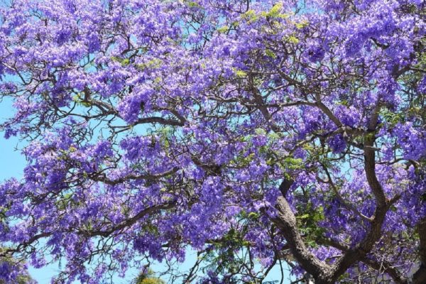 Jacaranda