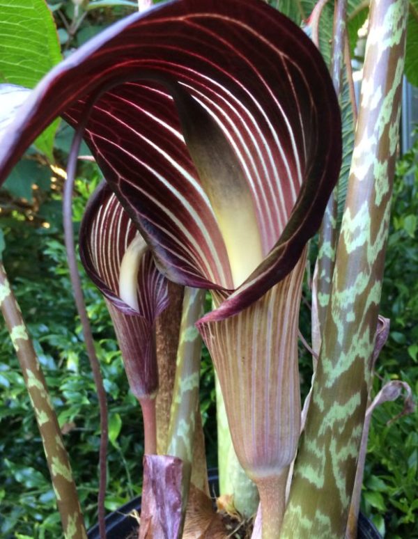 arisaema speciosum