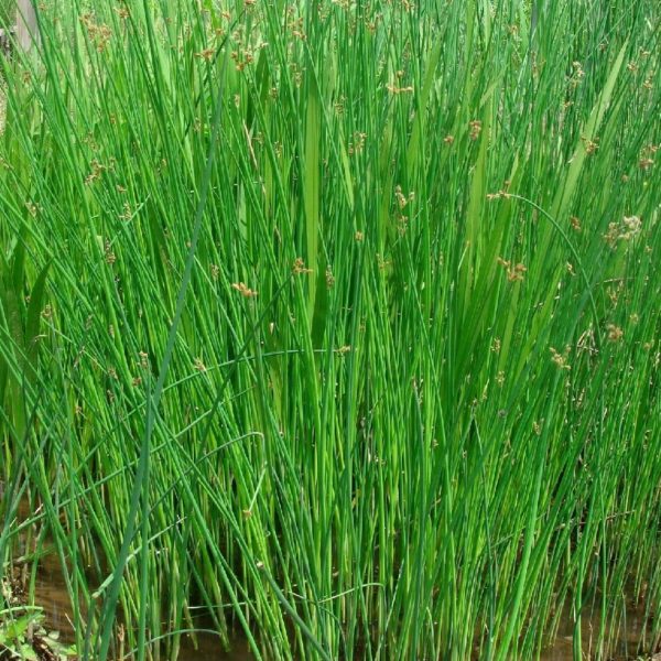 scirpus zébrinus