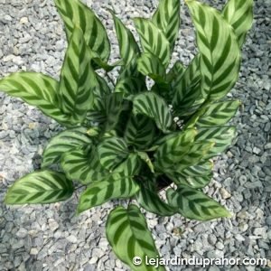 Calathea Concinna Freddie