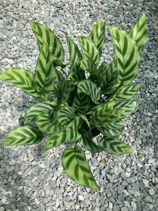 Calathea Concinna freddie