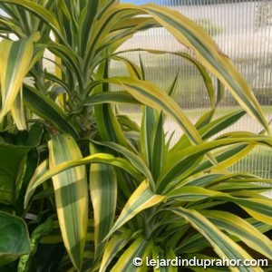 dracaena lemon lime