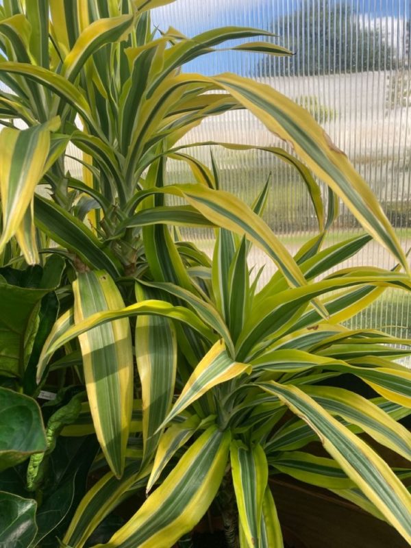 dracaena lemon lime