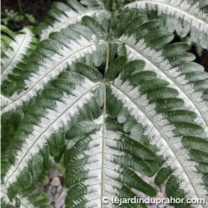 Pterys Argyraea " Silver Brake"