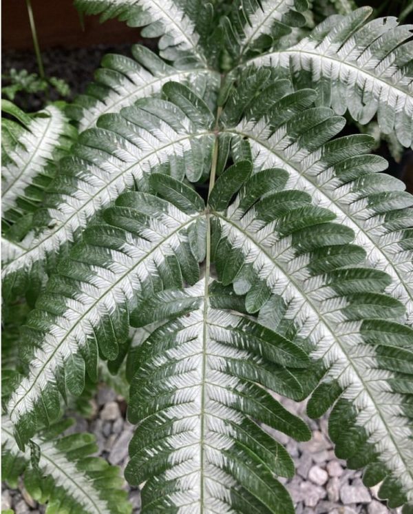 Pterys Argyrae « Silver Brake »