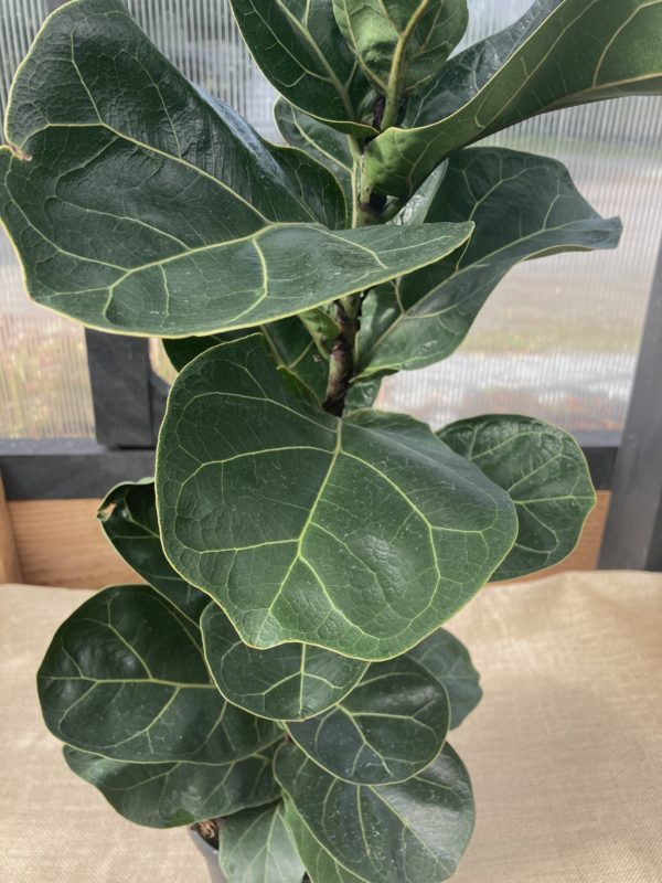 Ficus Lyrata