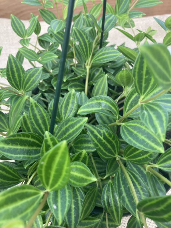 peperomia angulata varie