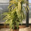 Dracaena "Lemon Lime"