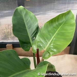 philodendron impérial green