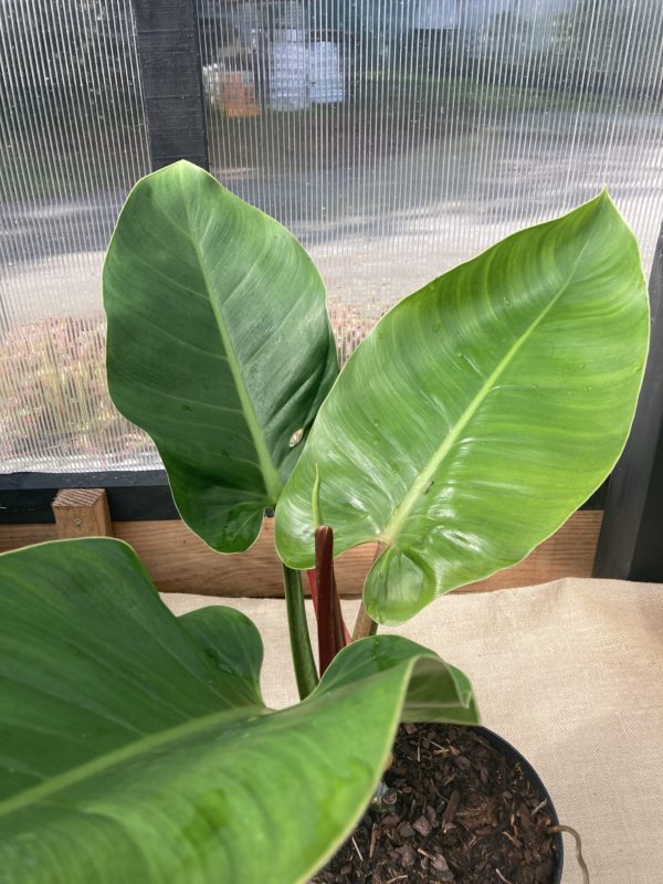 philodendron impérial green