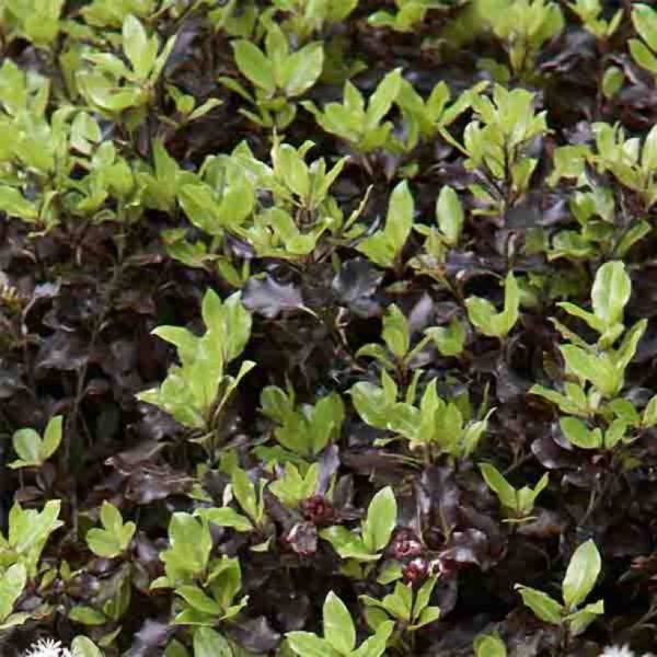 Pittosporum tenuifolium Tom-Thumb_-0569002-FE