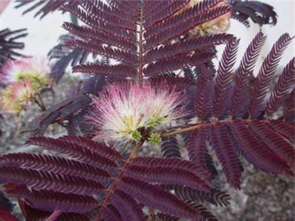 albizia chocolat