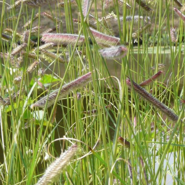 boutoula gracilis