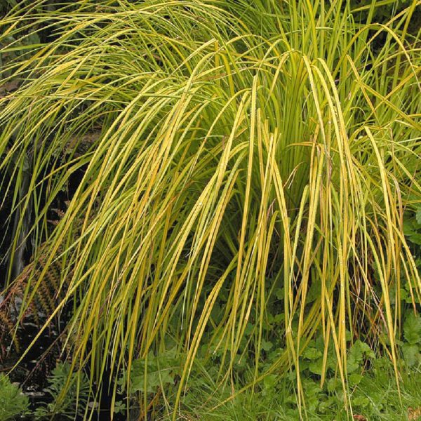 carex elata aurea