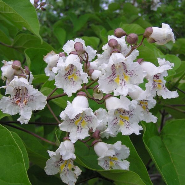 catalpa bignoniodes