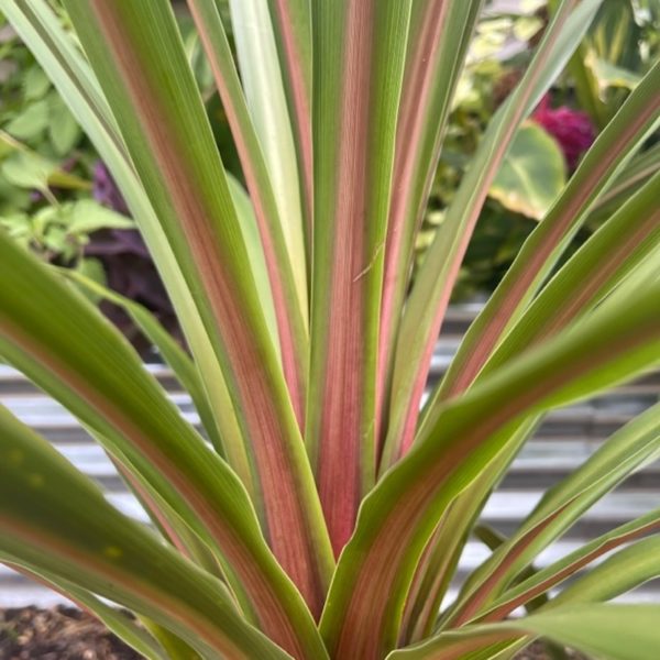 cordyline pink champagne