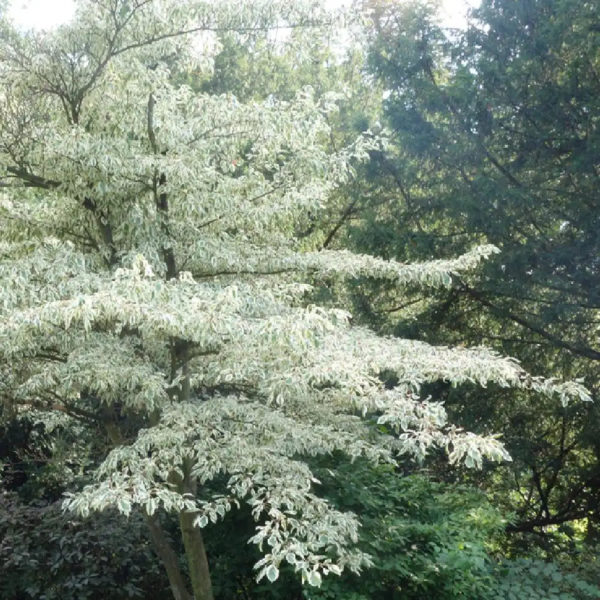 cornus argenté