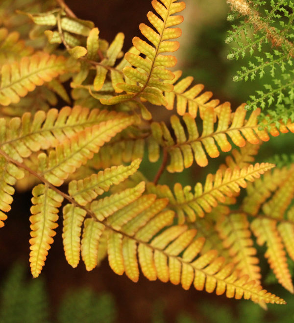 dryopteris xallichianna jurassic gold