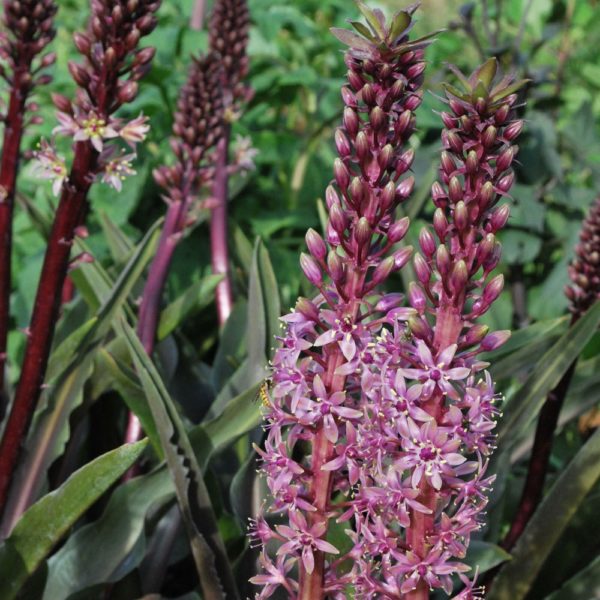 eucomis comosa sparkling burgundy