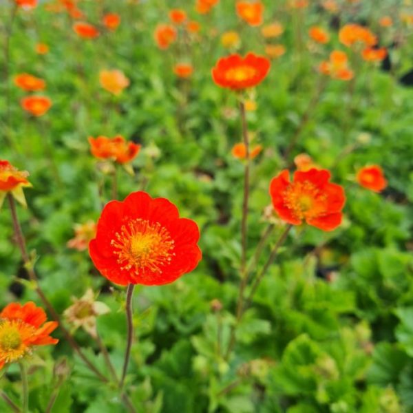 geum coccineum tosai