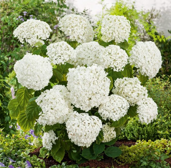 hydrangea annabelle