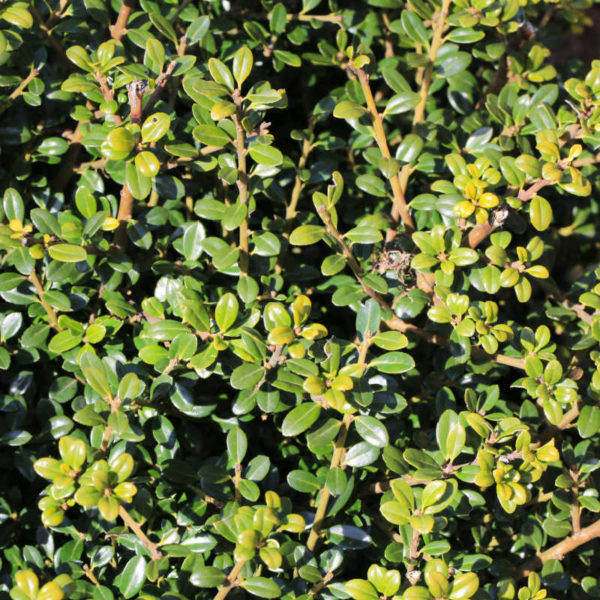 ilex crenata