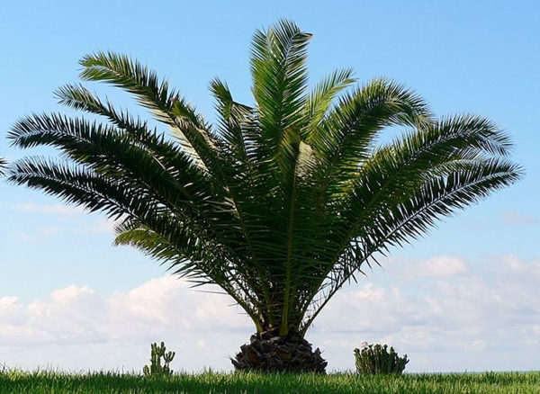 phoenix carnariensis