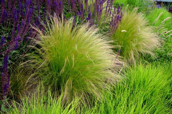 Beautiful,Grass,That,Comes,From,America,,Specifically,New,Mexico.,Ponytails