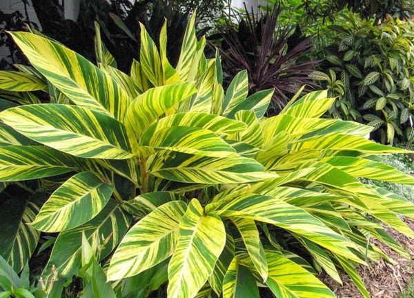 alpinia zerumbet variegata