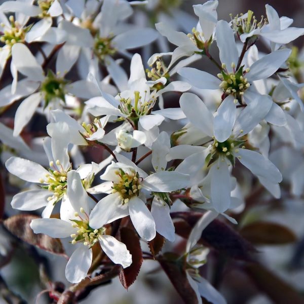 amelanchier lamarckii