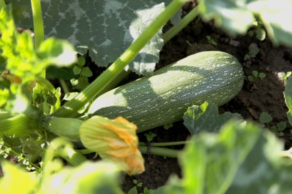 courgette petite grise de provence