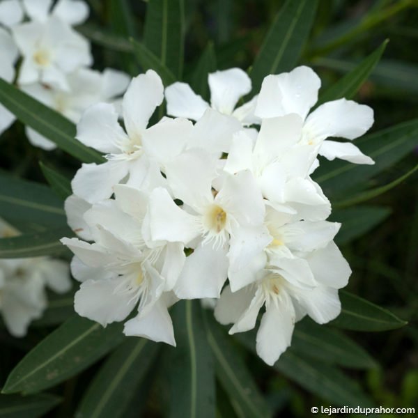 Floral. Closeup view of Nerium oleander flowers of white petals,
