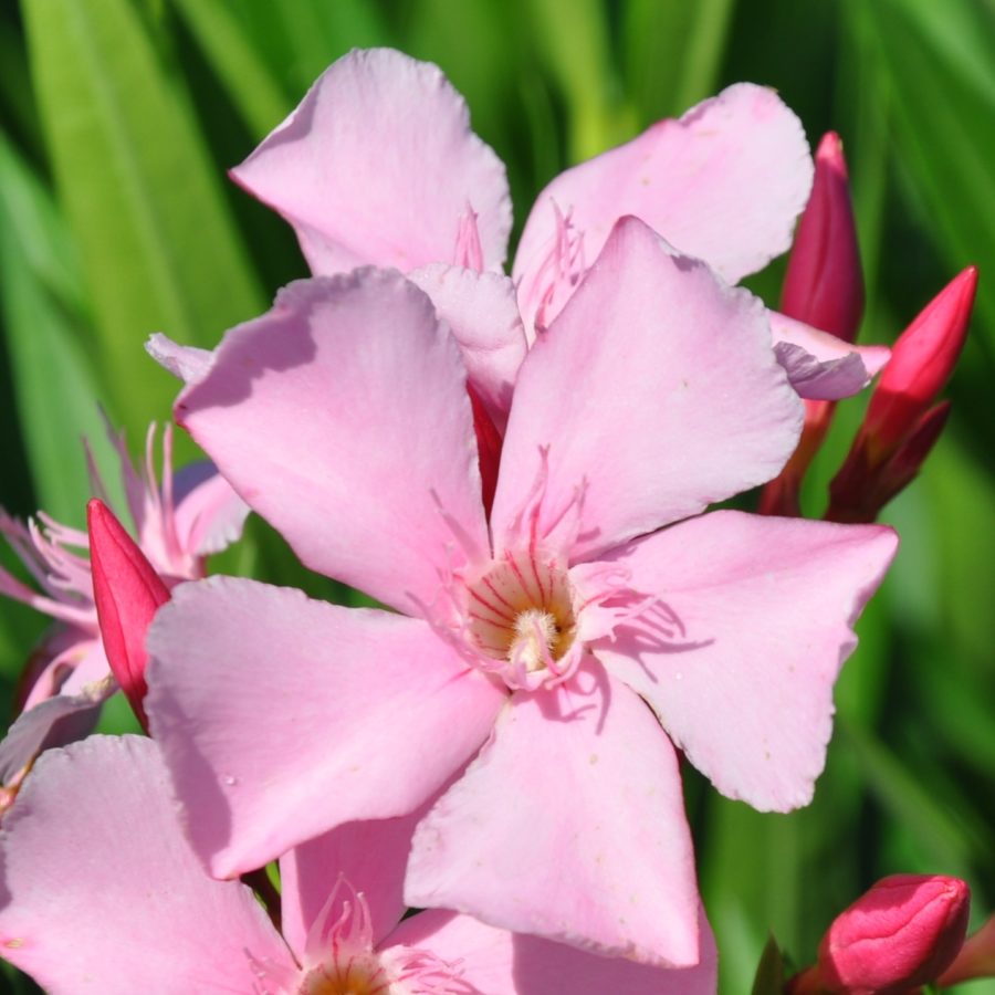 Lauriers Roses Francais - pépinière écologique Le Jardin du Prahor