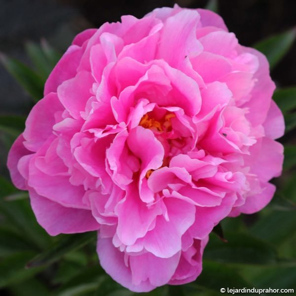 Pivoine-Dr-Alexander-Fleming