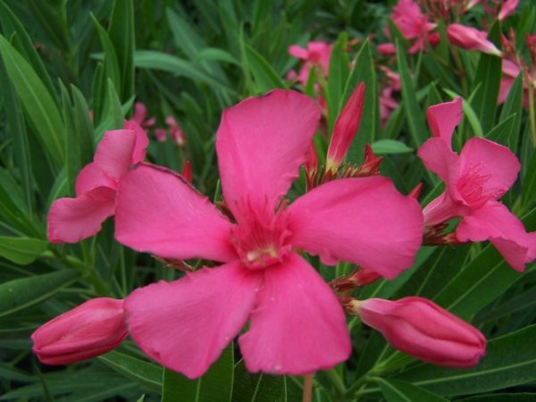laurier Margaritha