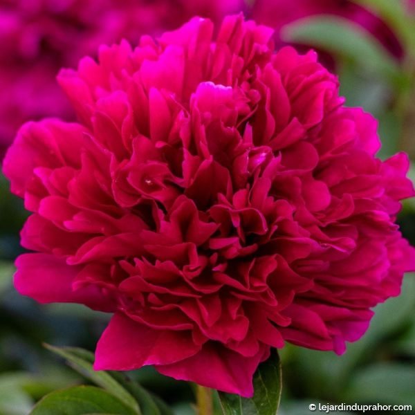 pivoine-adolphe-rousseau
