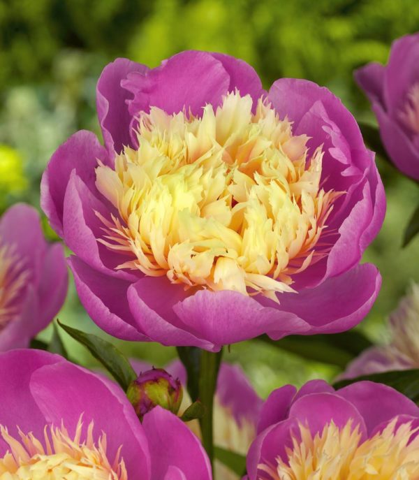 pivoine-bowl-of-beauty