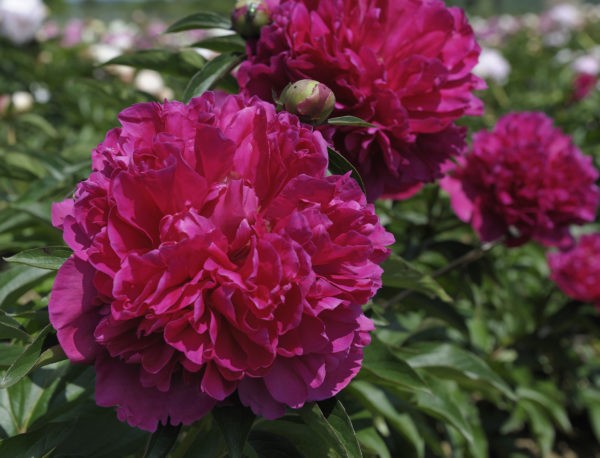 pivoine-felix- crousse