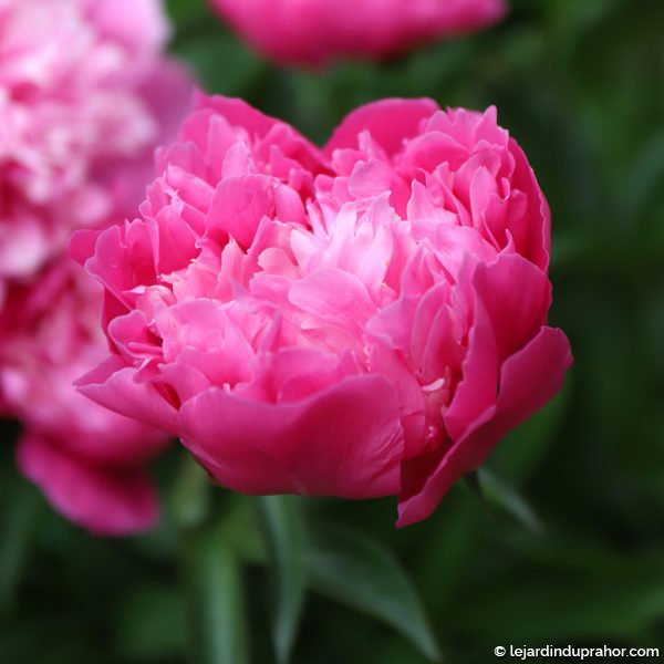 Pink bright paeonia Karl Rosenfield Herbaceous Peony flowering i