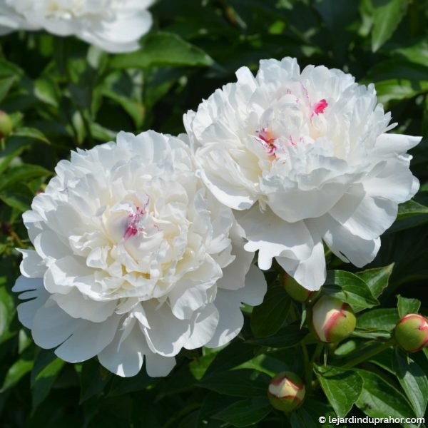pivoine-primevere